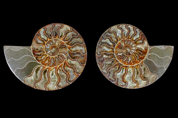 Agate Replaced Ammonite Fossil - Madagascar #166896